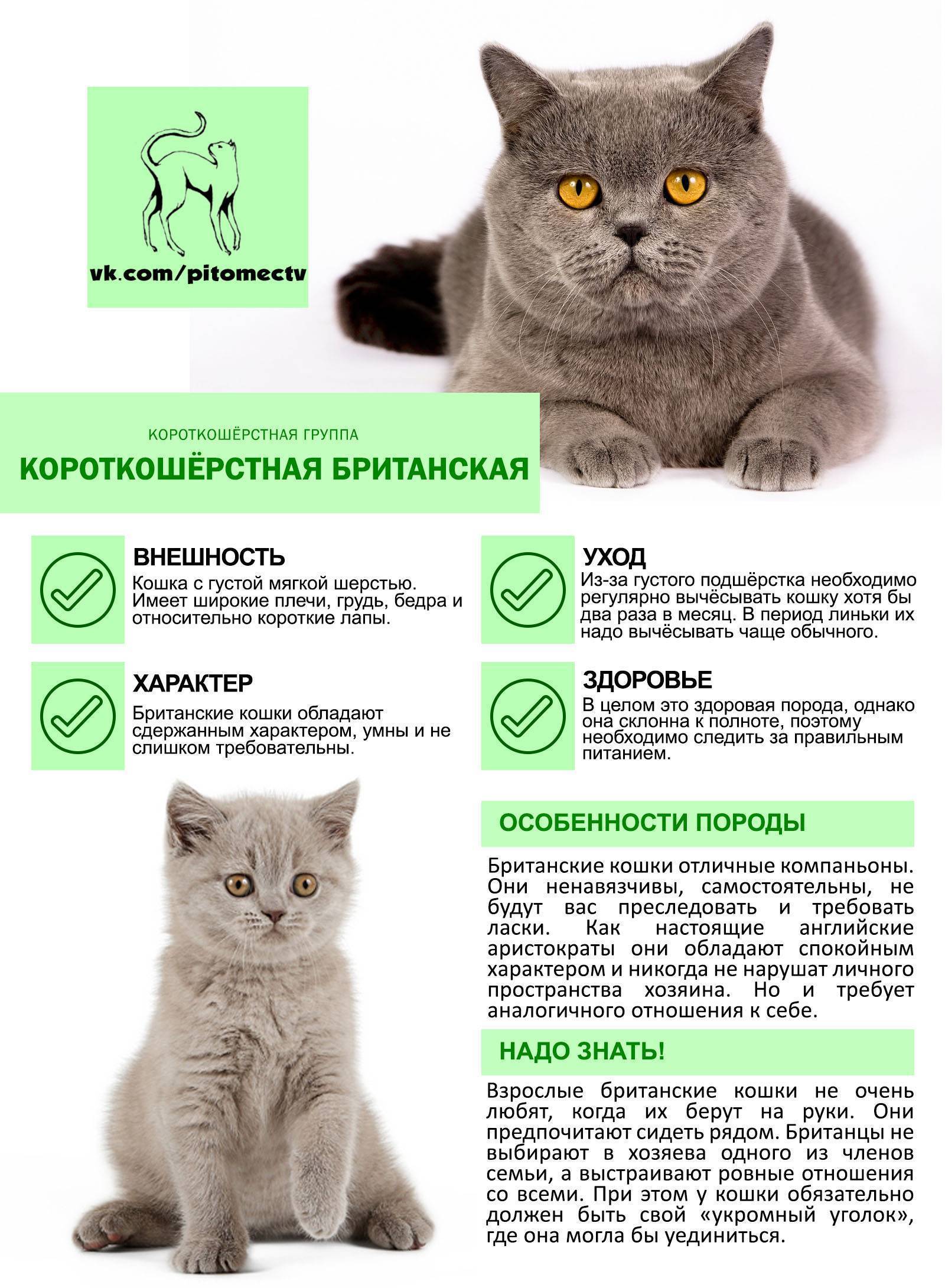 Чем кормить котенка в 6 месяцев: полезные рекомендации | звери дома