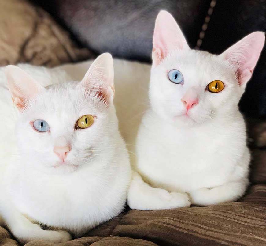 Черно-белые кошки — различные породы и особенности