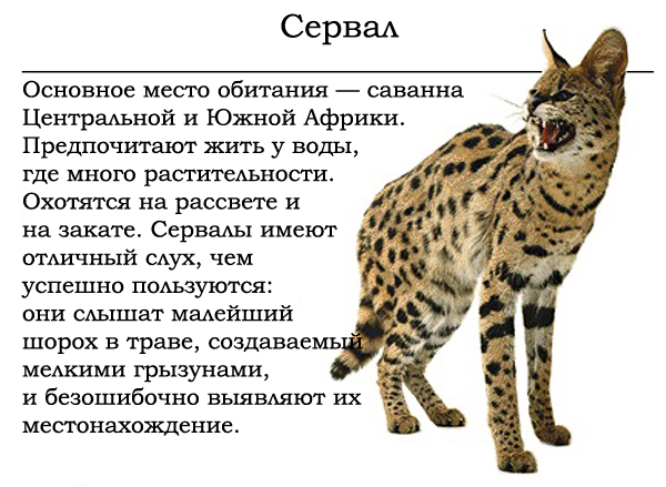 Порода кошек сервал: описание породы, характер, содержание