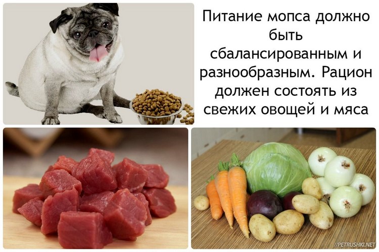 Овощи для собак