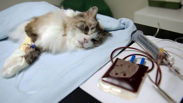 Мегаколон у кошек: причина и лечение кишечной патологии