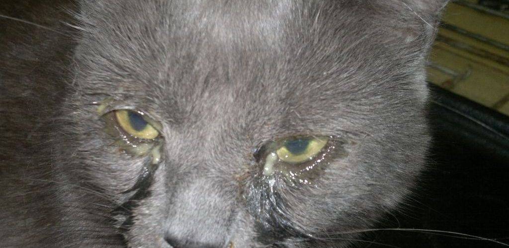 Хламидиоз у кошек: симптомы, профилактика и лечение болезни