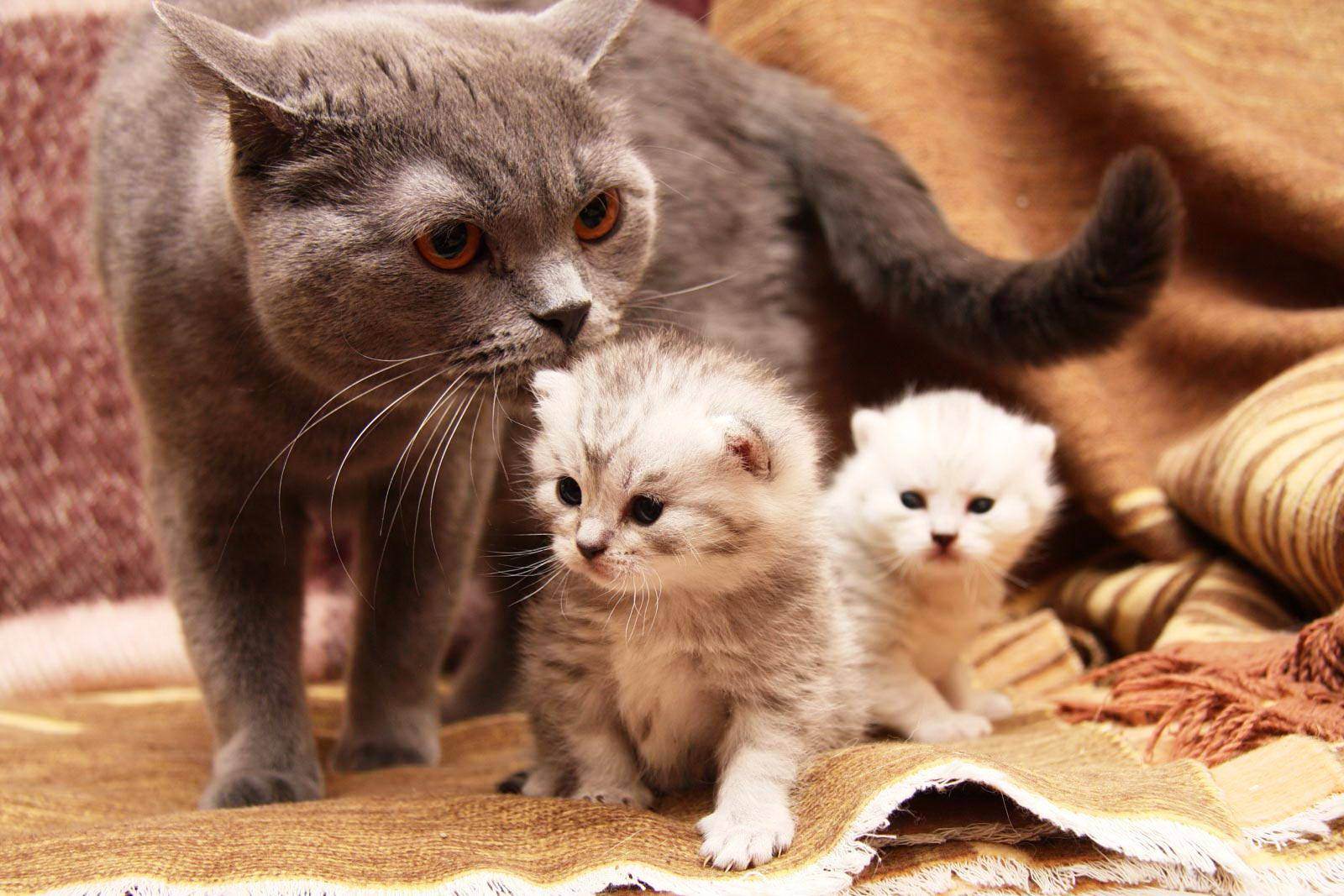 Как принимать роды у кошки в домашних условиях: как принять, если она рожает первый раз, что нужно делать и как помочь животному