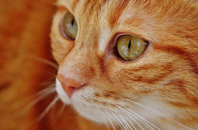 Психические потребности домашней кошки / ветеринарный врач