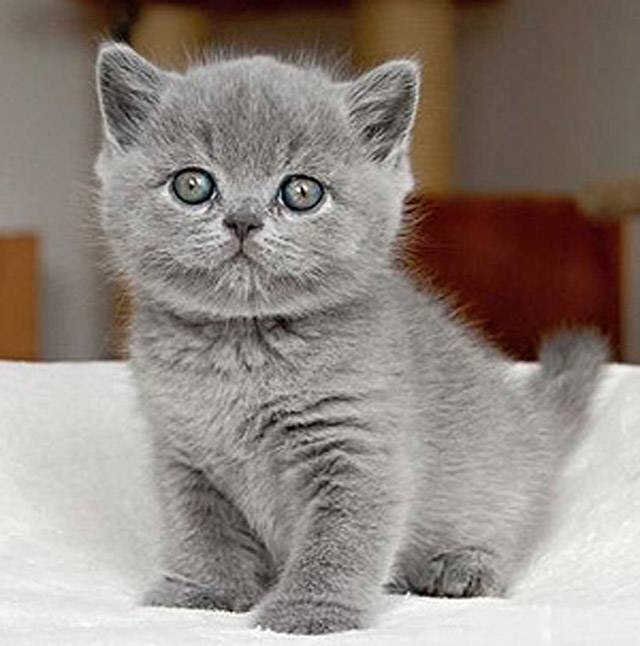 Все о британских котятах