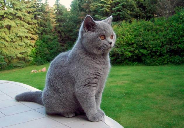 Британская длинношерстная кошка: описание, характер, фото