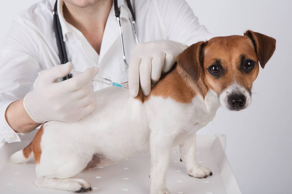 Вакцины для собак, виды, побочные эффекты