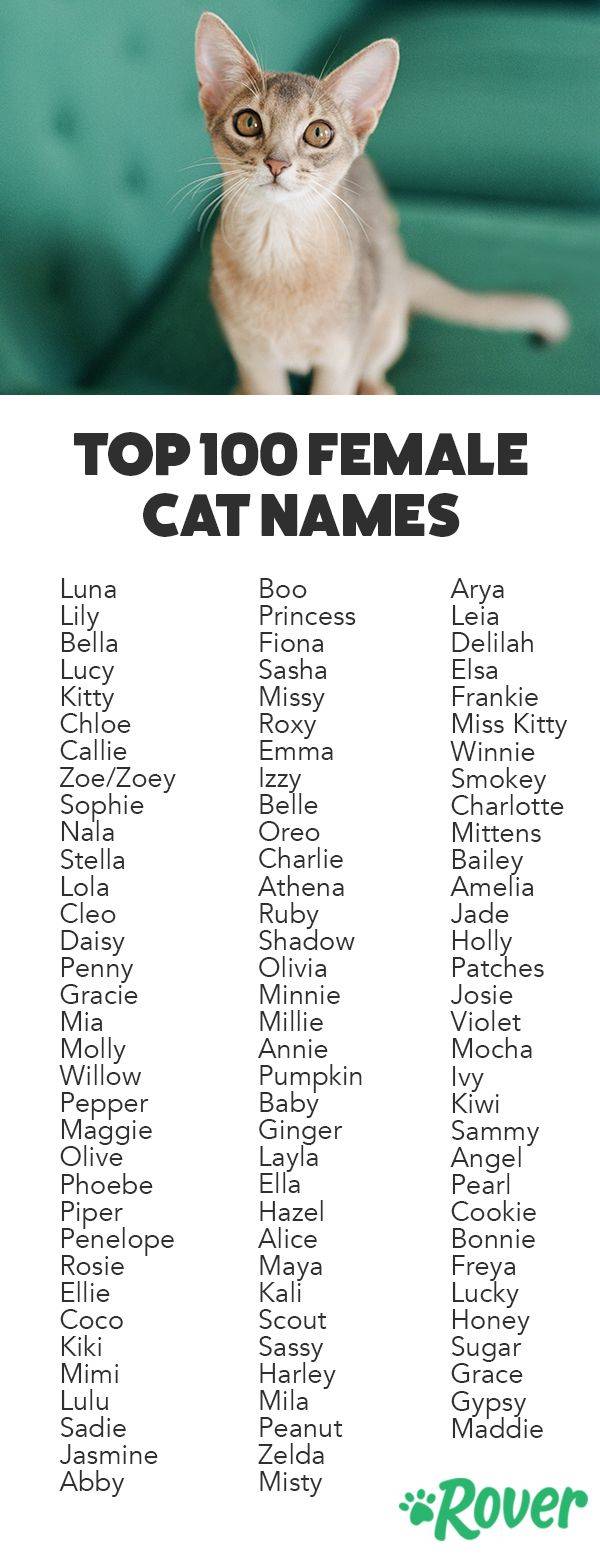 Как назвать кошку? подборка имён