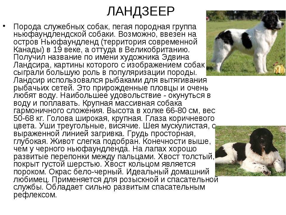 Сенбернар: характеристика породы, содержание, уход, фото и отзвы