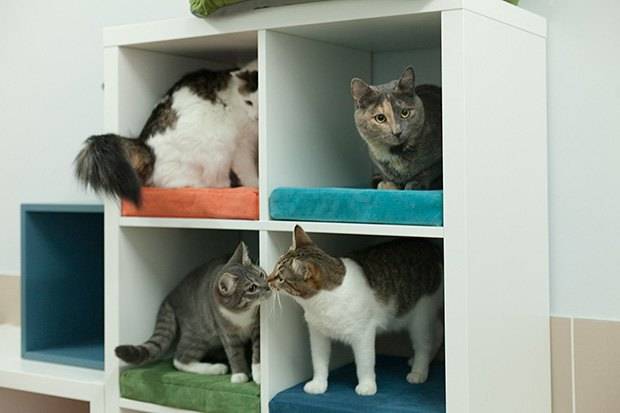Как принять роды у кошки в домашних условиях