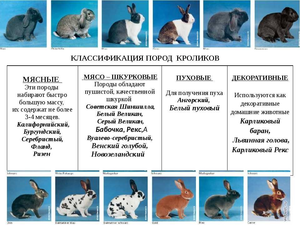 Как происходят роды у кроликов?