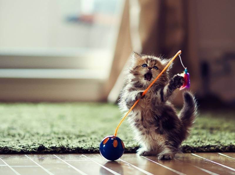 Как сделать игрушку для кота своими руками из носков, бумаги, труб в домашних условиях