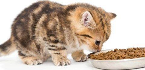 Почему человеческая еда вредна для кошек?