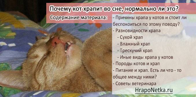 Почему кот храпит во сне и сопит, нормально ли это: причины кошачьего храпа