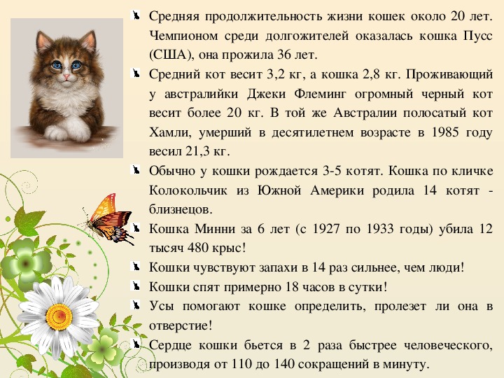 Средняя жизнь домашних кошек. Средняя Продолжительность жизни кота. Средняя продолдительнрсть Дизни конек. Продолжительность жизни домашнего кота. Средняя Продолжительность лет жизни кошек.