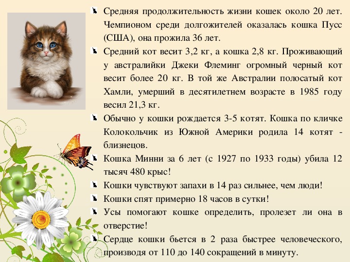 Сколько живут домашние кошки. Средняя Продолжительность жизни кота. Продолжительность жизни домашних кошек. Средний срок жизни кошек. Средняя Продолжительность жизни Кош.