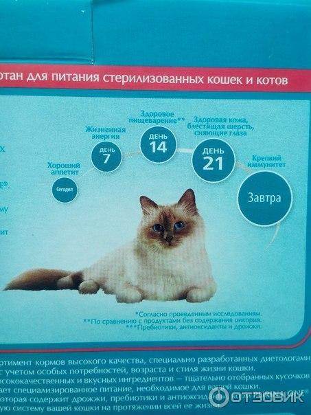 Сколько живут кошки в домашних условиях – максимальный и средний срок жизни