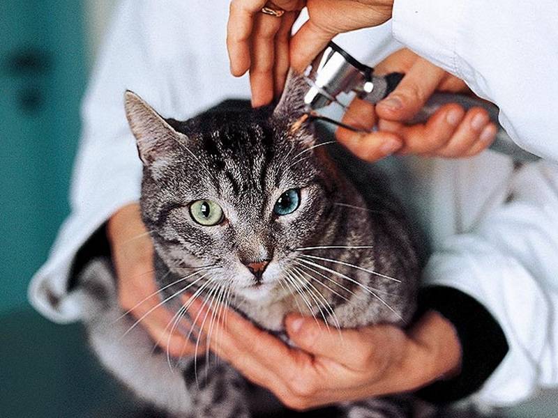 Нужно ли обращаться к врачу, если у кошки постоянно холодные уши? | мир кошек
могут ли холодные уши у кошки быть симптомом заболевания? | мир кошек