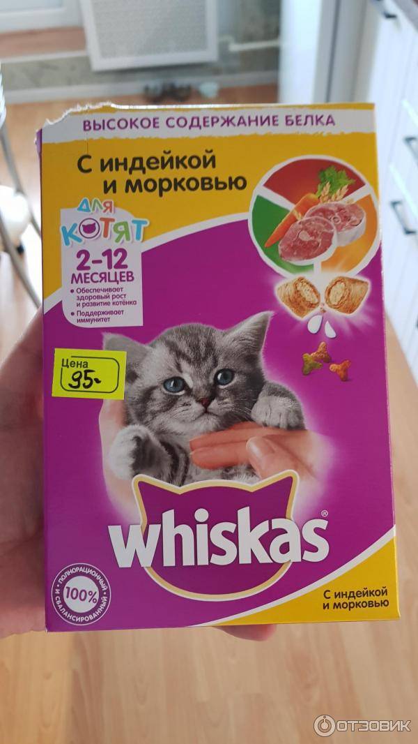 Корм для шотландских котят. Корм для вислоухих котов. Сухой корм для котят. Жидкий корм для шотландских котят. Корма для шотландских вислоухих.