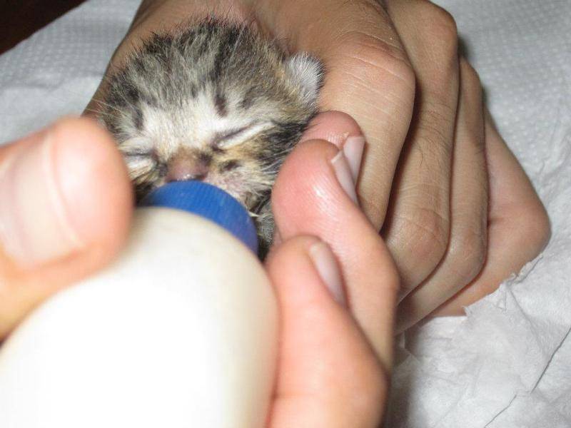 Новорожденный котенок не присасывается - причины и что делать