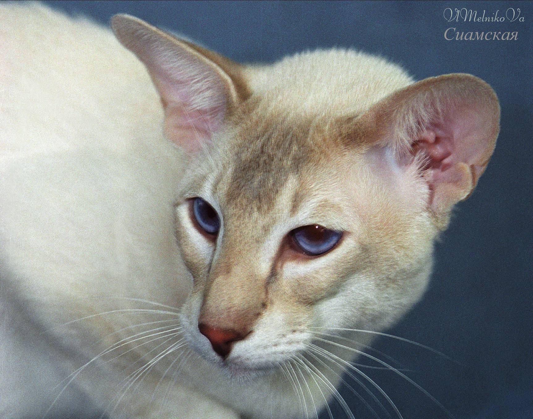 Цейлонская кошка - фото и описание породы (характер, уход и кормление)
