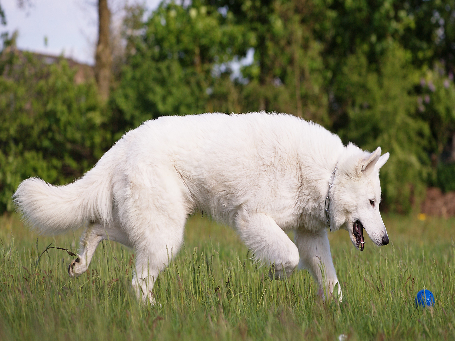 Швейцарская овчарка - характеристика собаки, воспитание и выращивание щенков, рацион питания