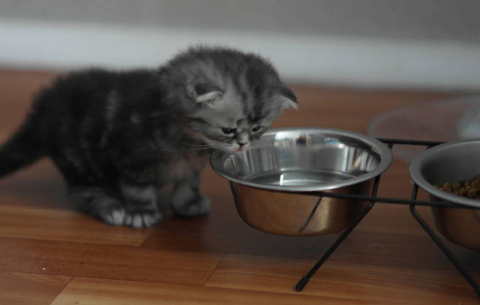 Чем кормить шотландских вислоухих кошек?