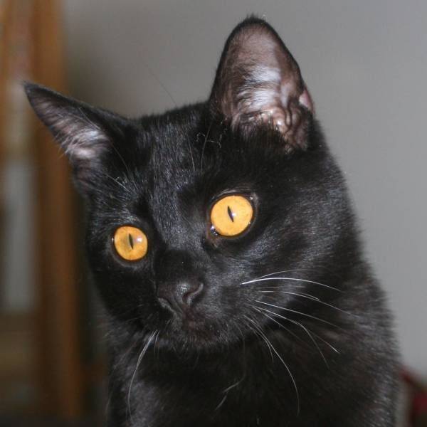 Бомбейская кошка: фото кота, цена, характер породы, внешние стандарты, разведение, выбор котенка, отзывы владельцев