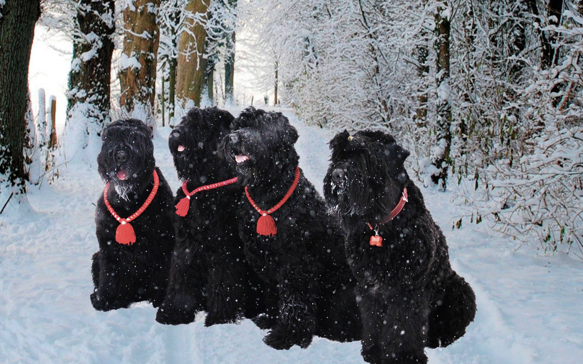 ᐉ описание породы черный русский терьер или собака сталина - ➡ motildazoo.ru