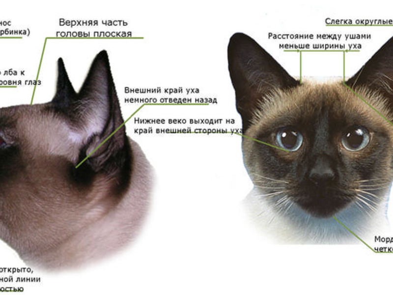 Сиамская кошка: фото, а также описание породы и характера