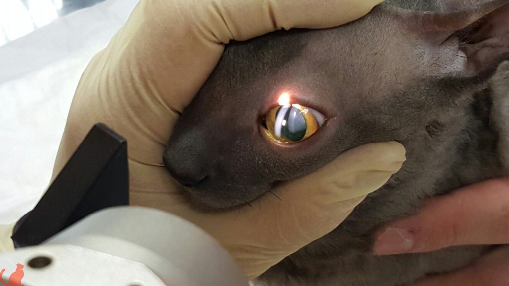 Микрохихургические офтальмологические операции животным