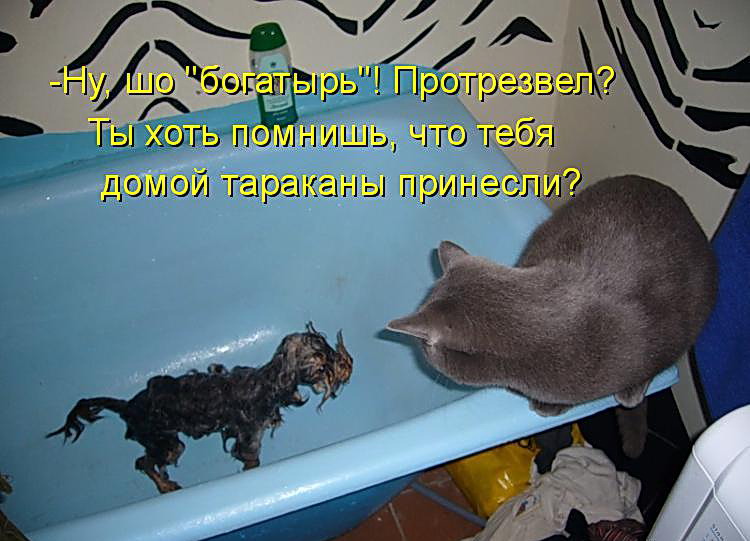 ᐉ почему кошки приносят добычу домой? - ➡ motildazoo.ru