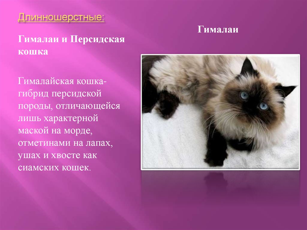Гималайская кошка: фото, цены, характер породы, описание, видео
гималайская кошка: фото, цены, характер породы, описание, видео