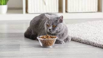 Питание кастрированных котов. чем кормить британского кота после кастрации: рацион и частота кормления