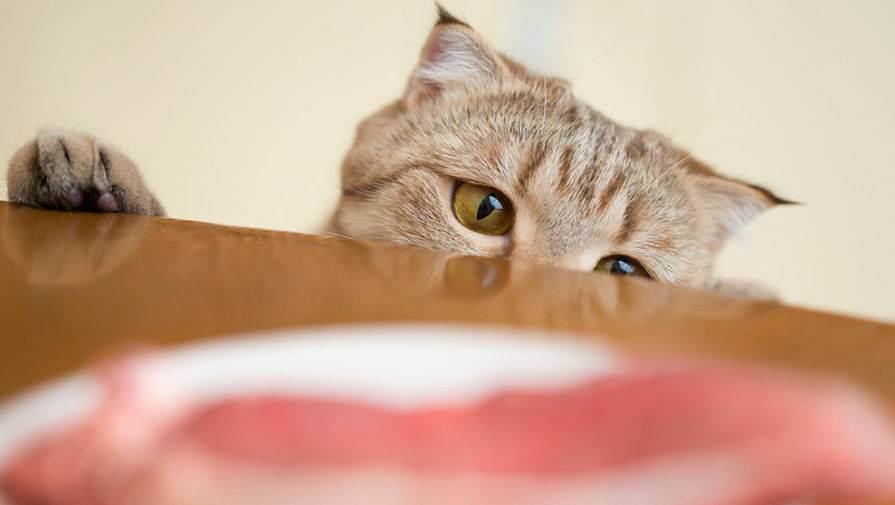 Чем нельзя кормить кошек