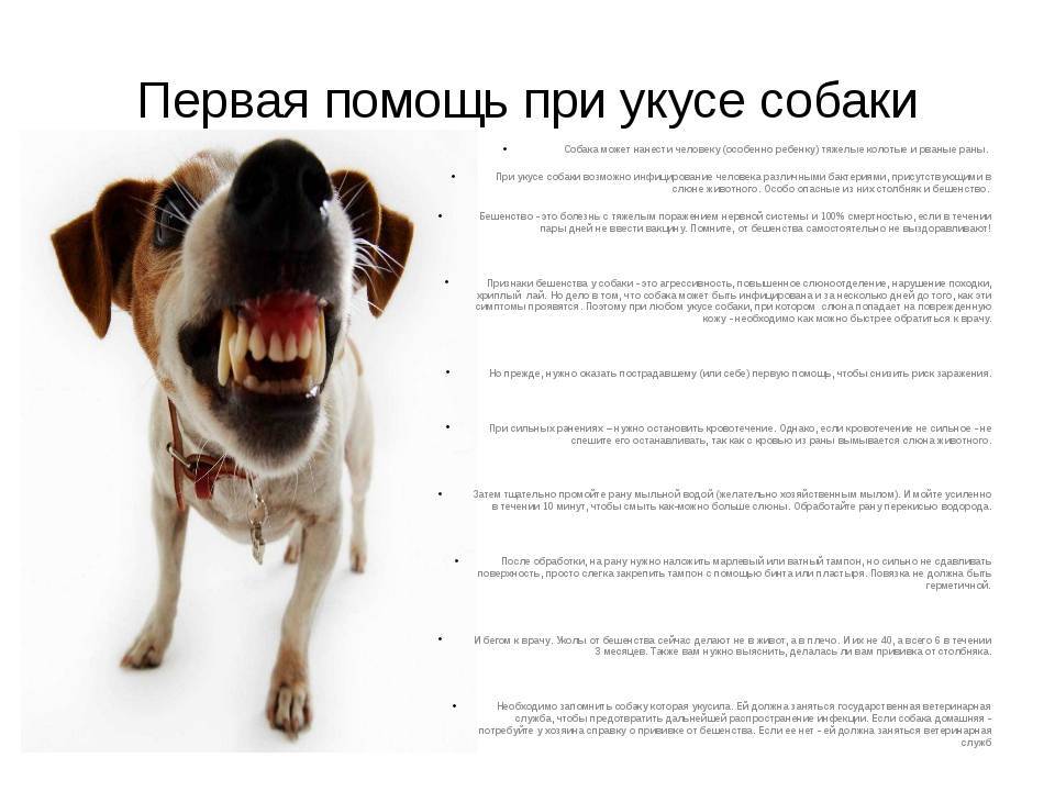 Обязательно ли обращаться в больницу и к каким врачам, когда укусил пес