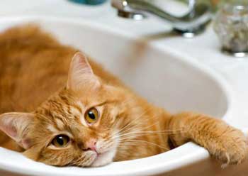 Требования к воде для купания кошек: определение оптимальной температуры