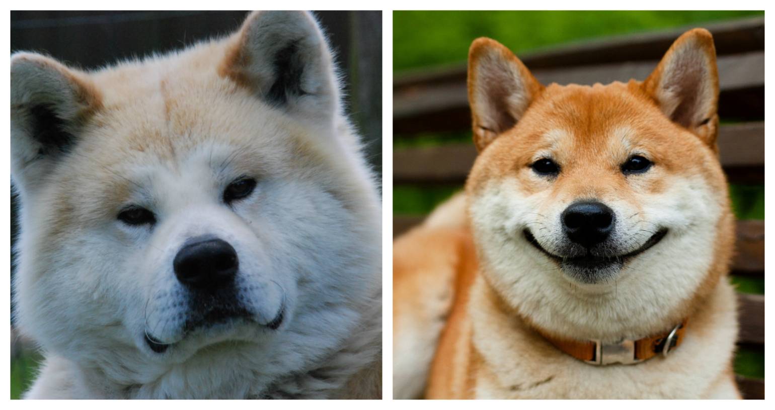 Отличия акита ину от сиба ину (шиба): чем отличаются породы, сходства и различия собак на фото