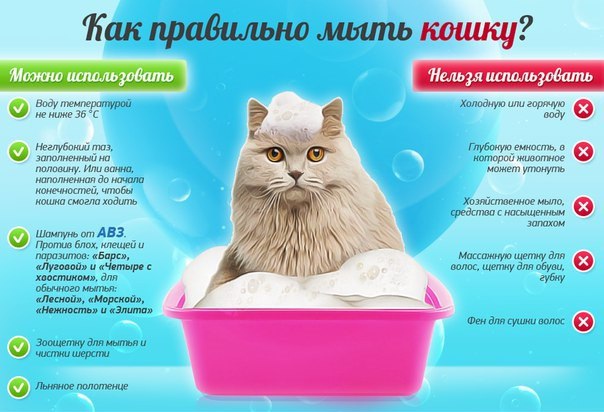 Инструкция, как быстро и правильно помыть кота в домашних условиях