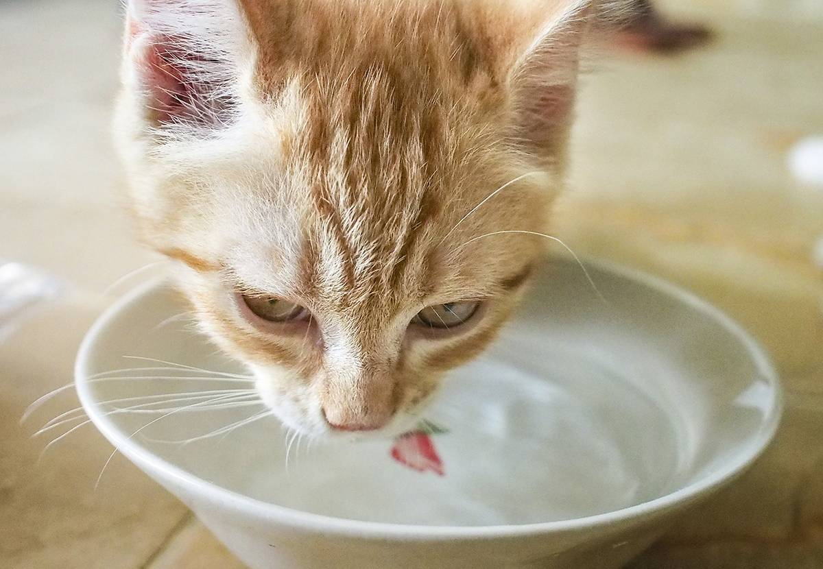 Почему кот ничего не ест, сильно похудел и ослабел: лечение и симптомы