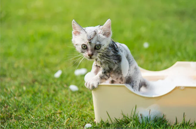 Бывает, кошку нужно помыть — советы, как правильно искупать взрослого кота в домашних условиях; моем в первый раз: видео урок, как мыть и купать кошек
