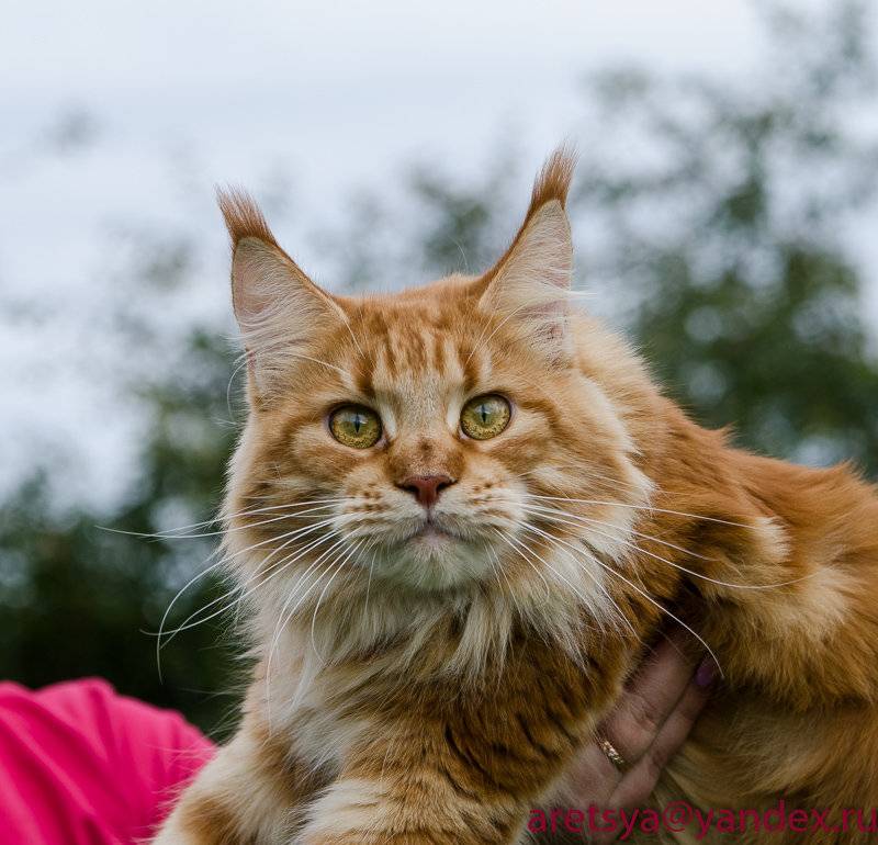 Рыжий мейн-кун - фото котенка, описание породы