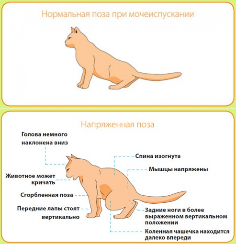 Гемобартонеллез у кошек: симптомы и лечение, методы диагностики, опасность для людей