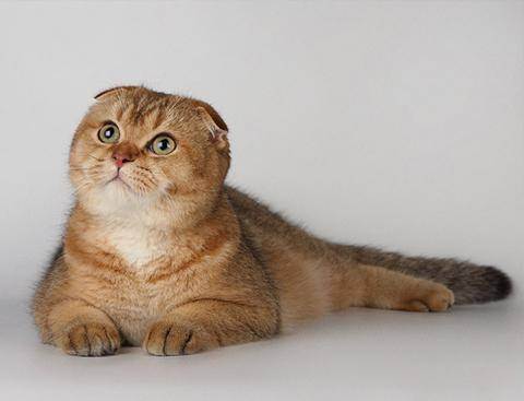 Шотландские вислоухие кошки: виды окраса, характер и правила содержания