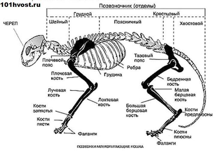 Анатомия и особенности строения скелета кошки, роль в работе органов: изучаем суть