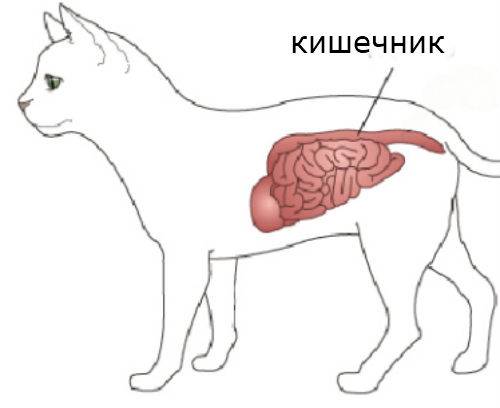 Кишечник собаки. Заворот кишок у котенка симптомы. Заворот кишок у кошек симптомы.