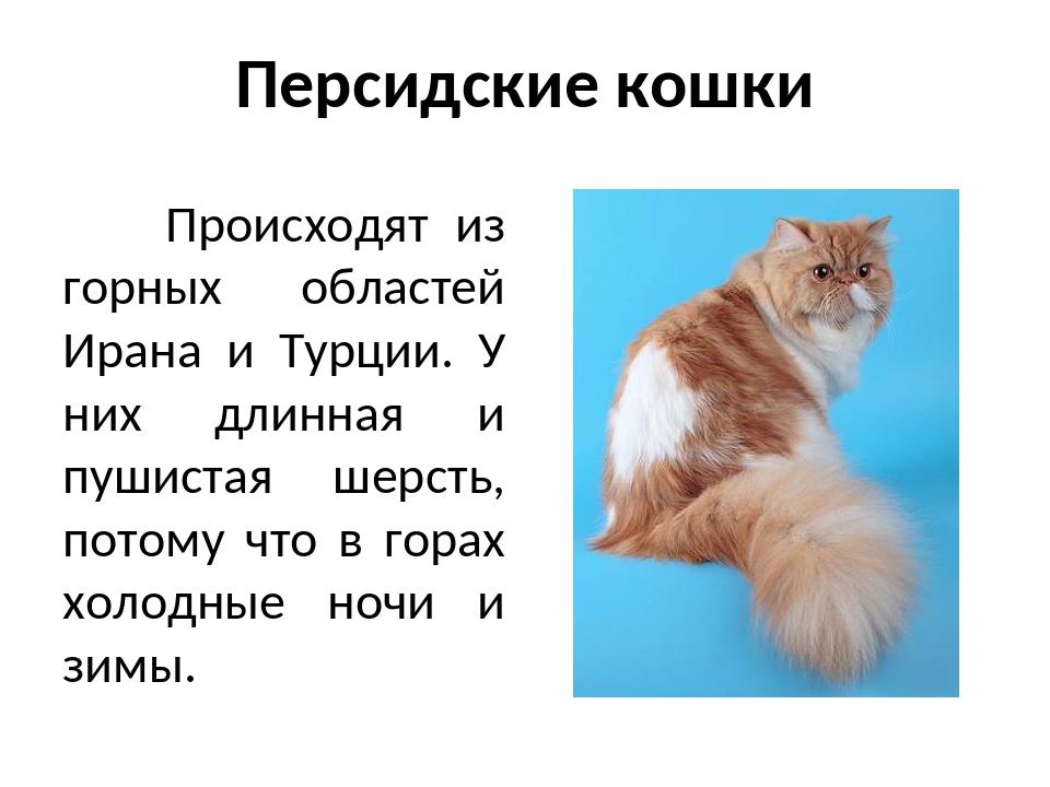 Рассказ о кошках окружающий мир. Презентация про кошек. Сообщение о кошке. Проект на тему кошки. Проект на тему кошечки породы.