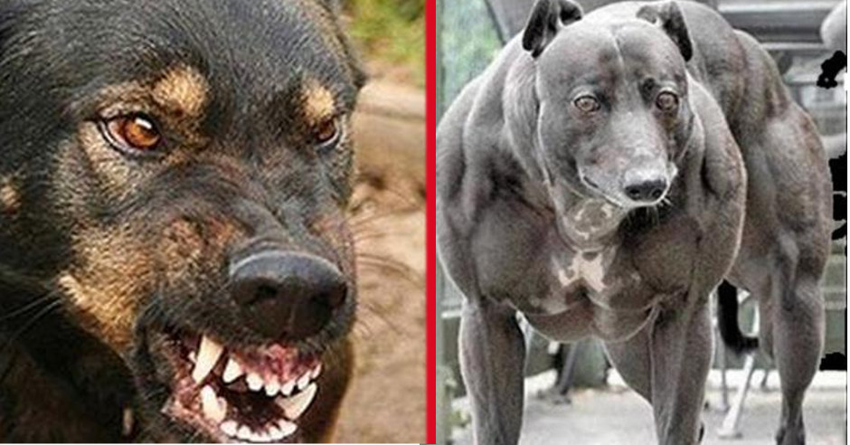Мвд опубликовало список 70 пород собак с агрессивной и "нелояльной человеку" генетикой