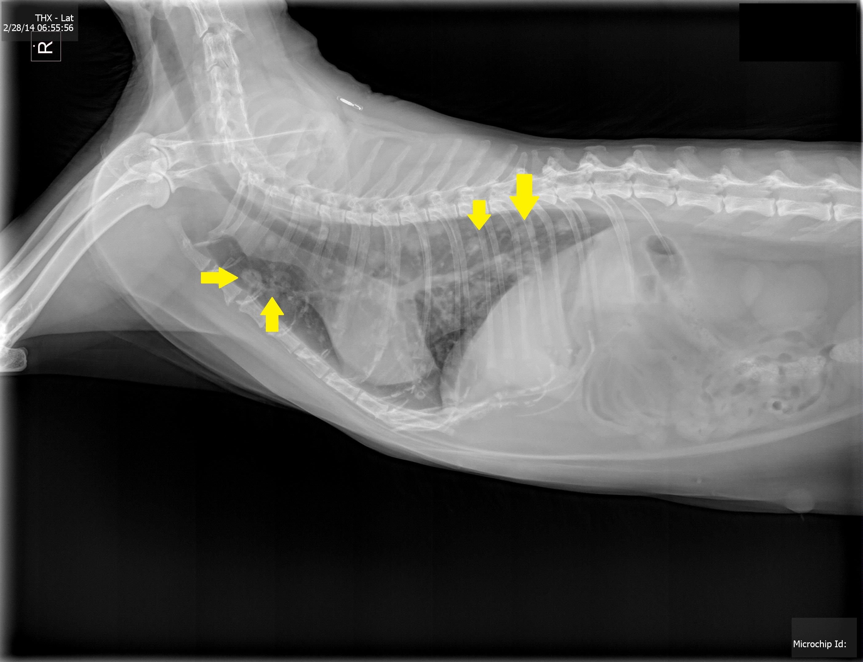 Метастазы в легких у собаки рентген