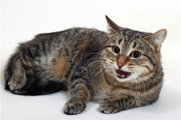 Коты-крысоловы: названия пород, их описания и фото кошек-крысоловок